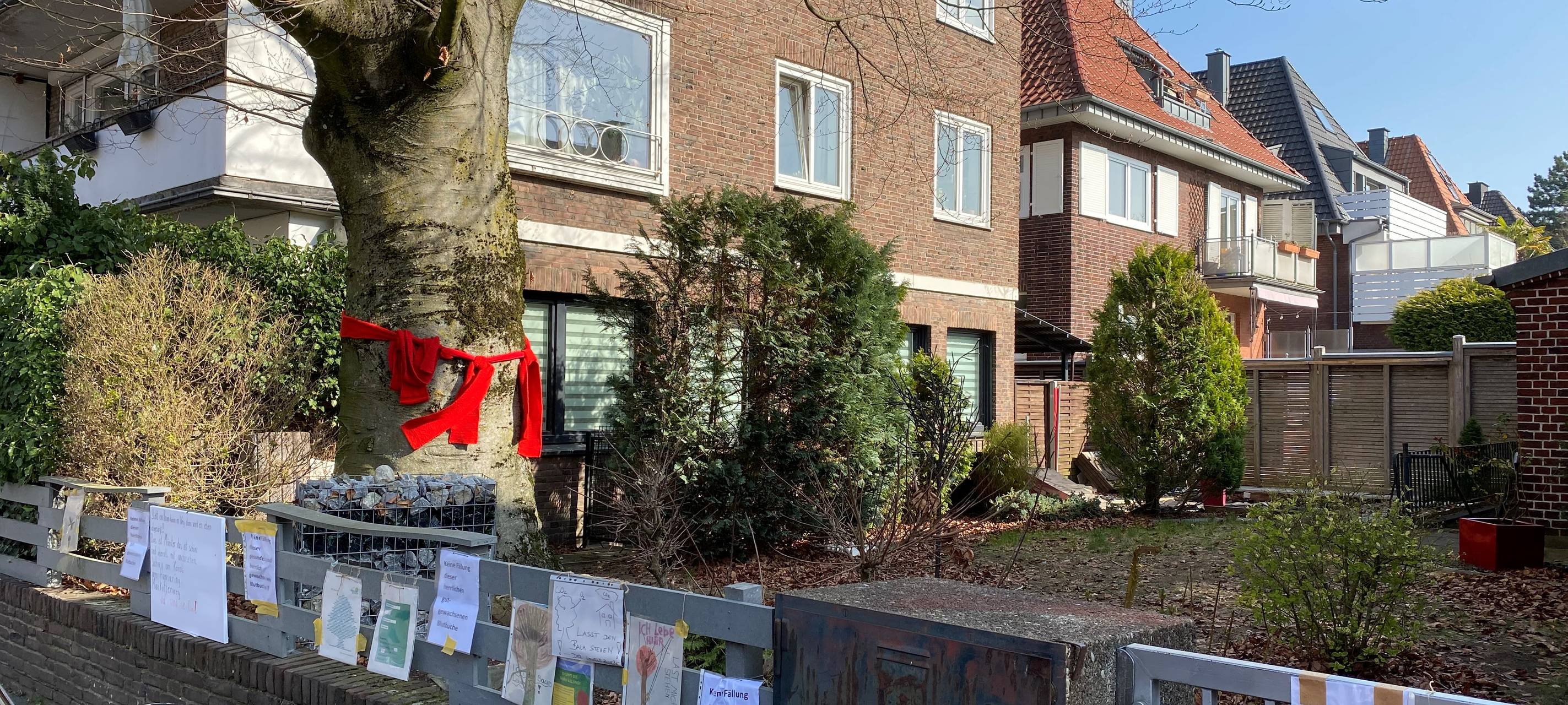 Blutbuche soll bleiben