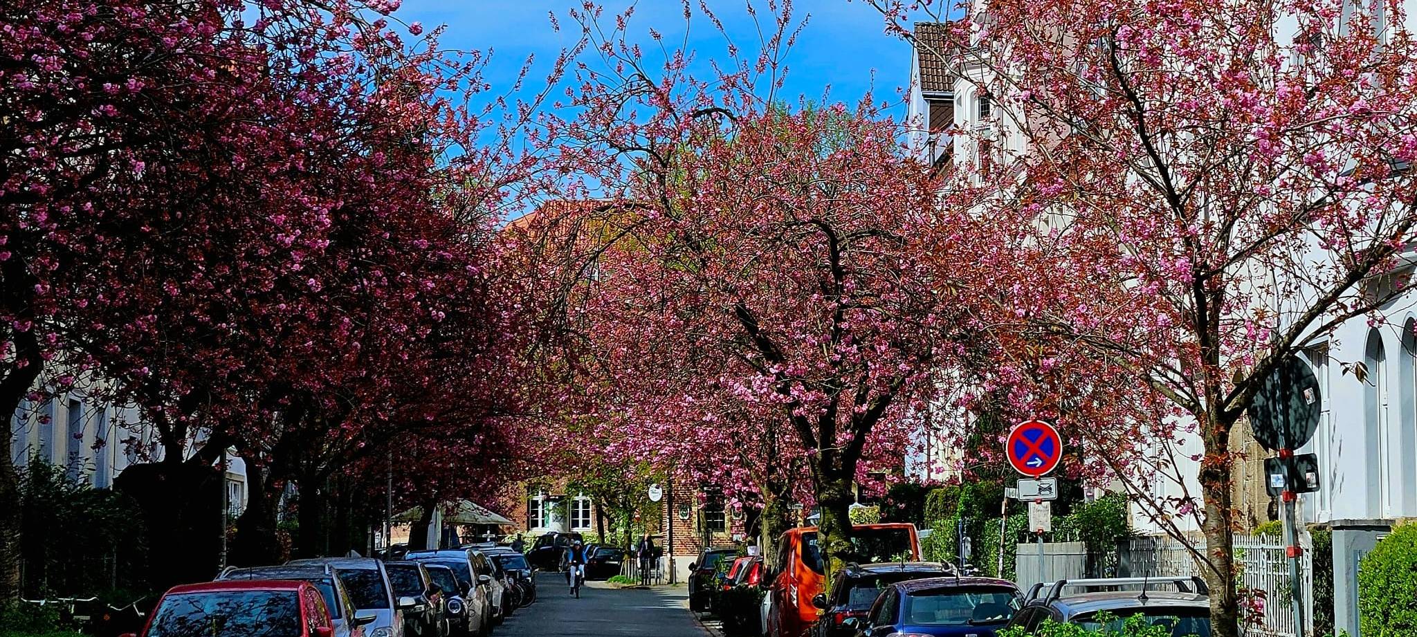 Die Schulstraße verwandelt sich wieder in ein Kirschblüten-Meer.
