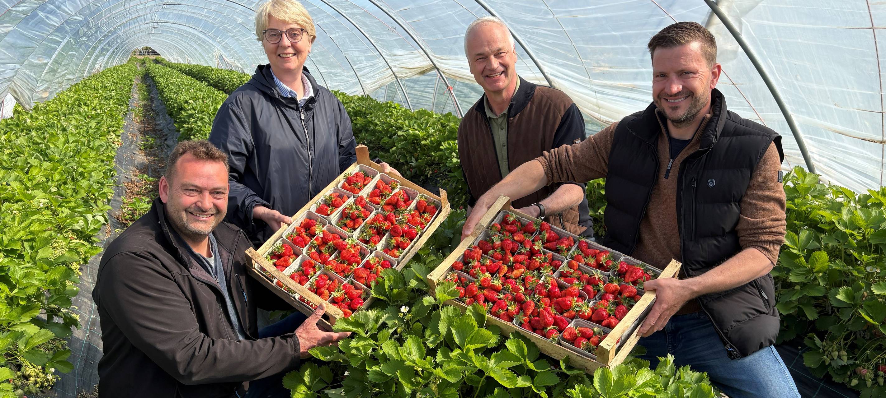 v.l.n.r.: Wilhelm Spielbrink (Erdbeerbauer aus Handorf), Susanne Schulze Bockelon (Vorsitzende des Landwirtschaftlichen Kreisverbandes Münster), Burkhard Lütke Laxen (Erdbeerbauer aus Gelmer) und Stephan Bäcker (Erdbeerbauer aus Gittrup).