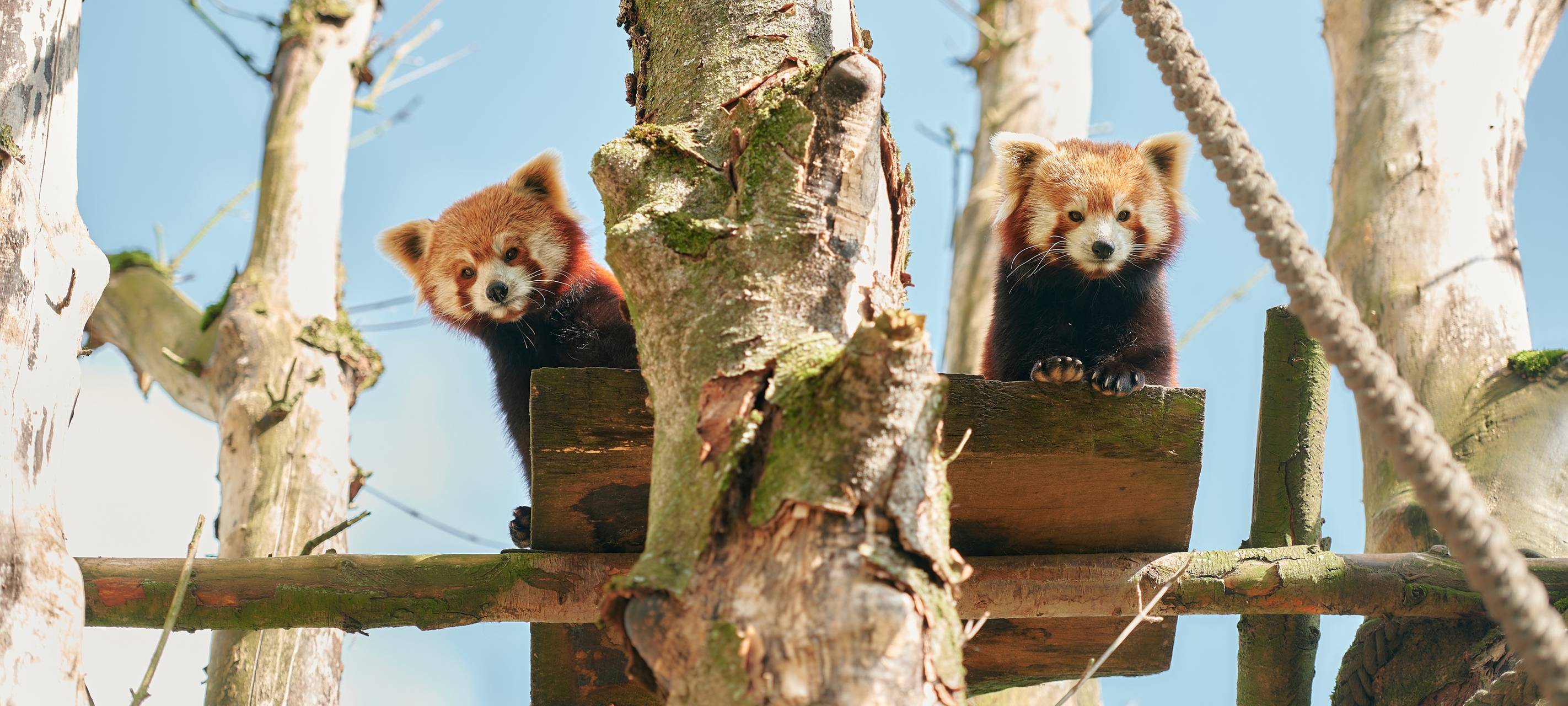 Zwei Rote Pandas im Allwetterzoo Münster