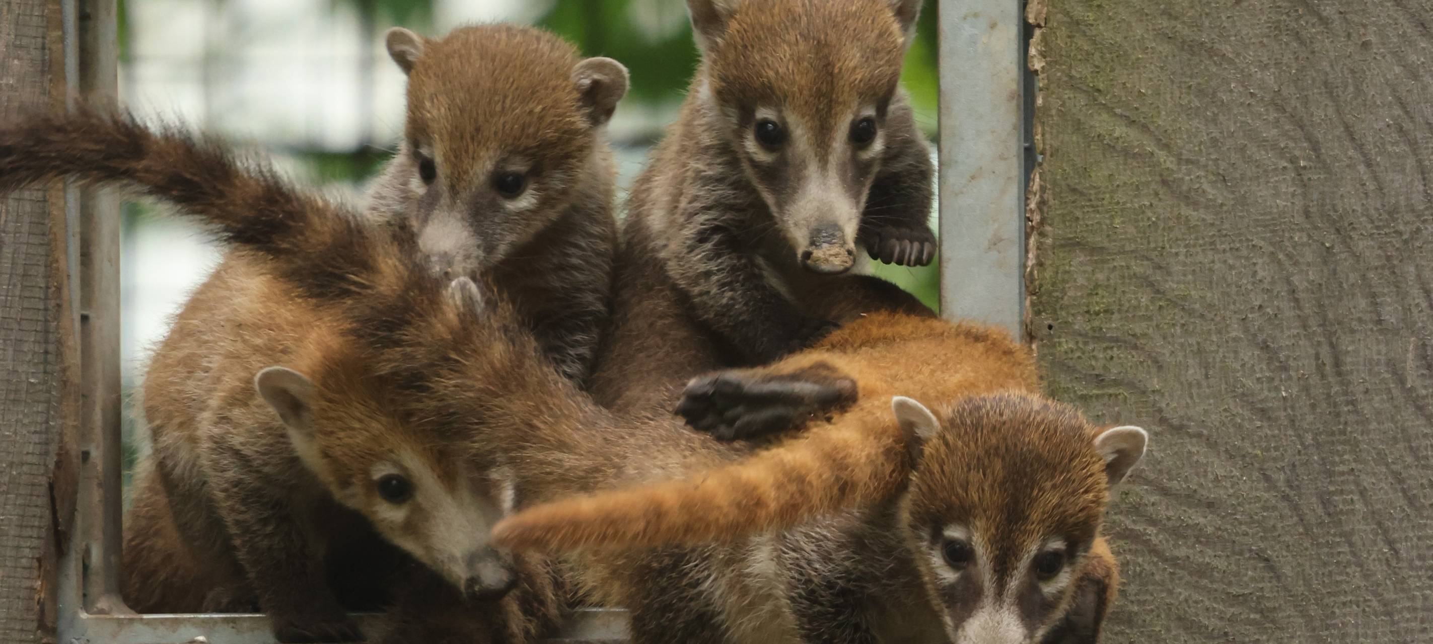 Im April 2026 sind im Allwetterzoo Münster insgesamt zehn Weißrüssel-Nasenbären zur Welt gekommen.