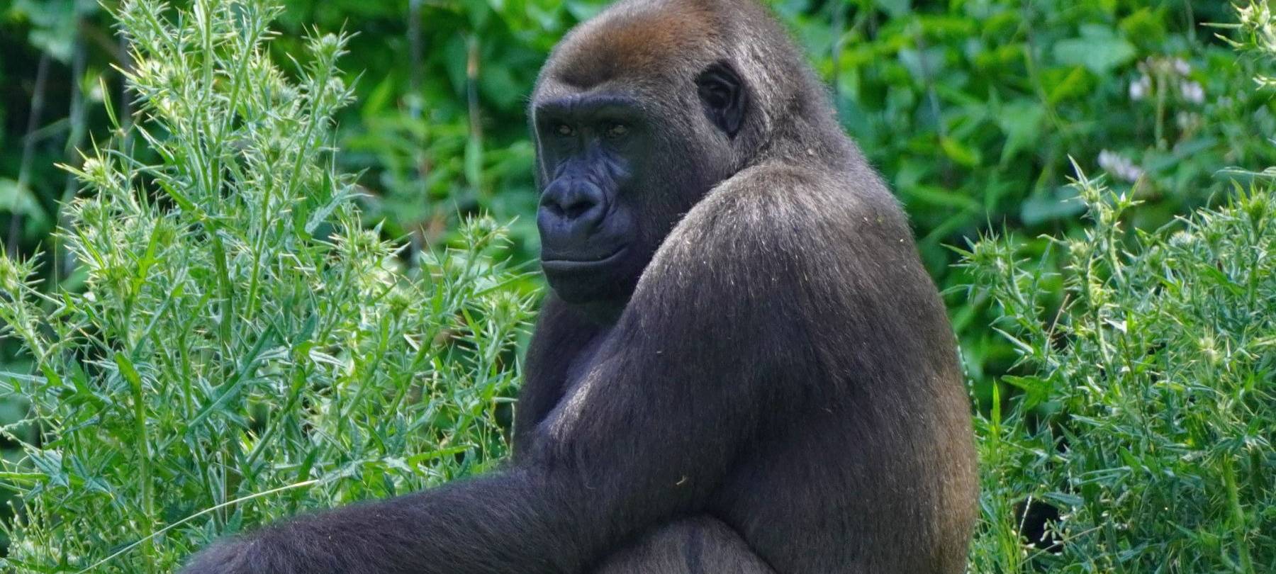 Neues Weibchen: „Tara“ erweitert Gorilla-Gruppe im Allwetterzoo Münster.