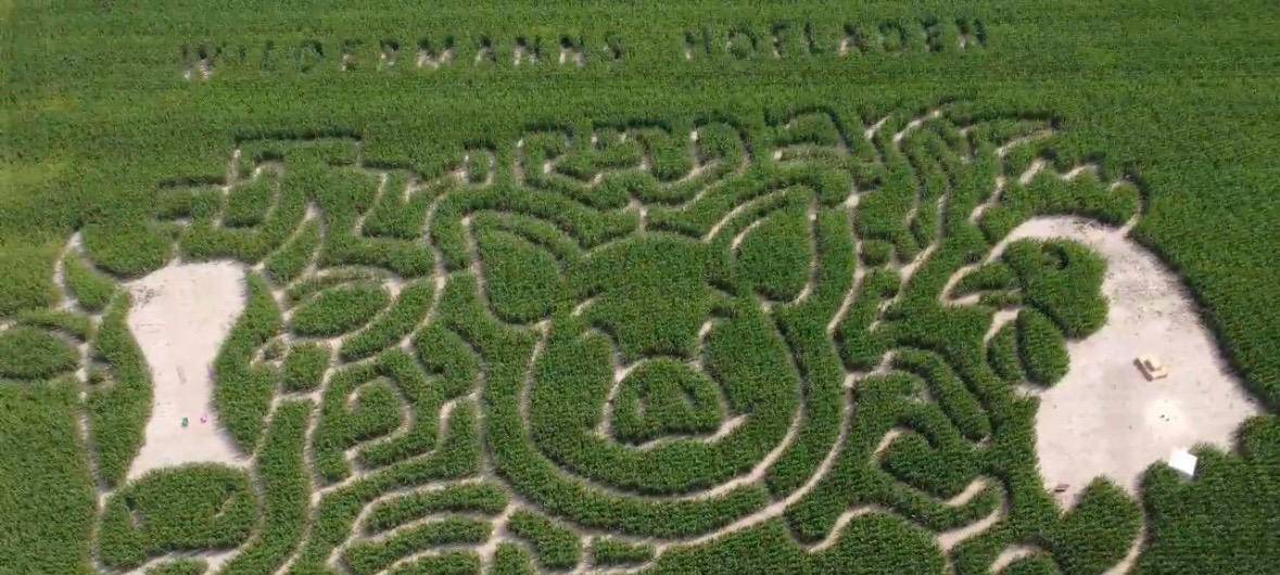 Maislabyrinth auf dem Gelände von "Wildermanns Hofladen".