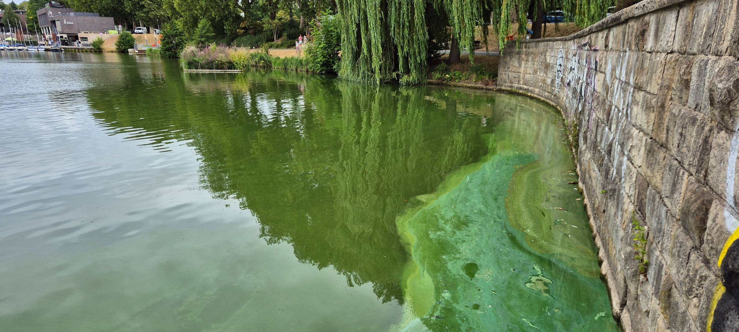 Die Blaualgen sind derzeit an einigen Stellen wie im Bereich der Freitreppe an den Aasee-Kugeln sichtbar und an der blaugrünen Färbung zu erkennen.