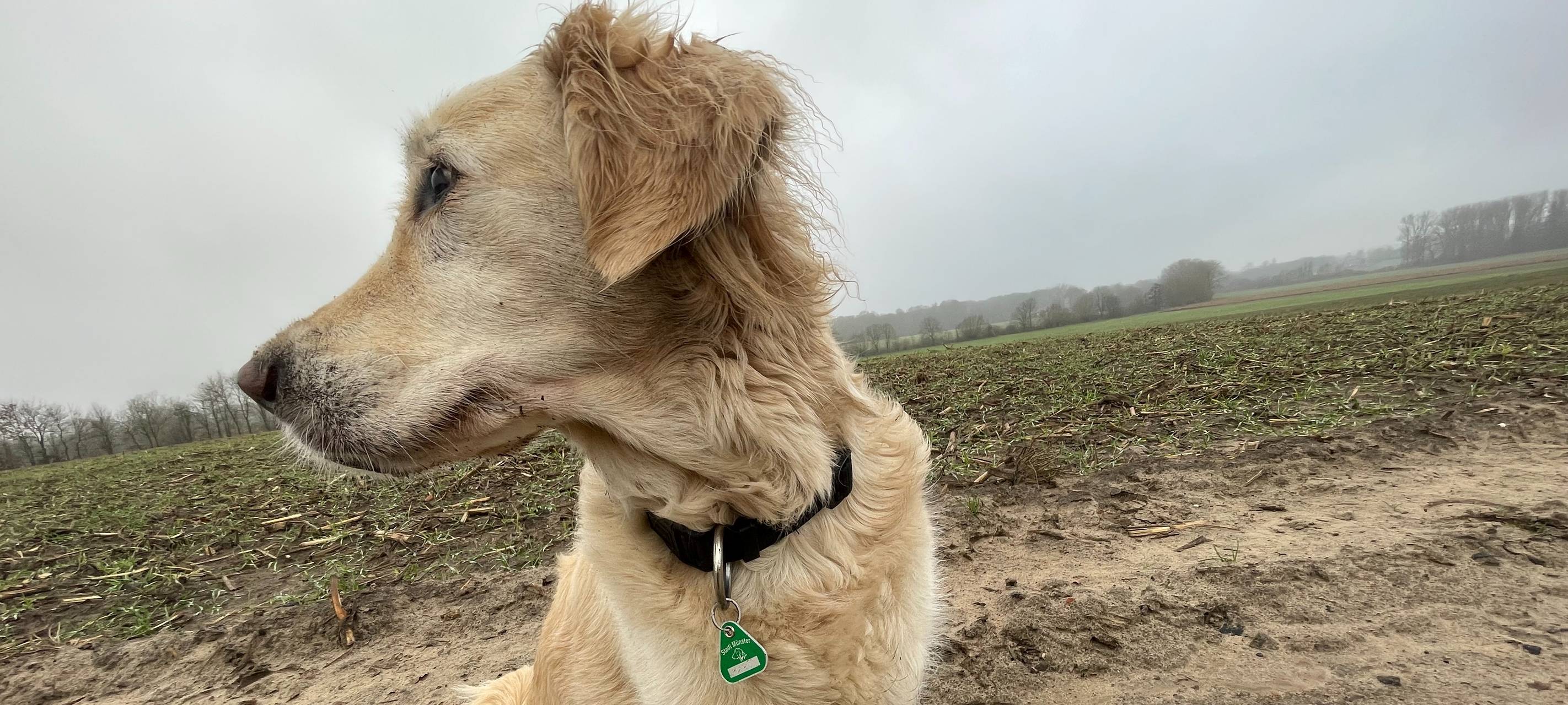 Hunde-Bestandsaufnahme in Münster