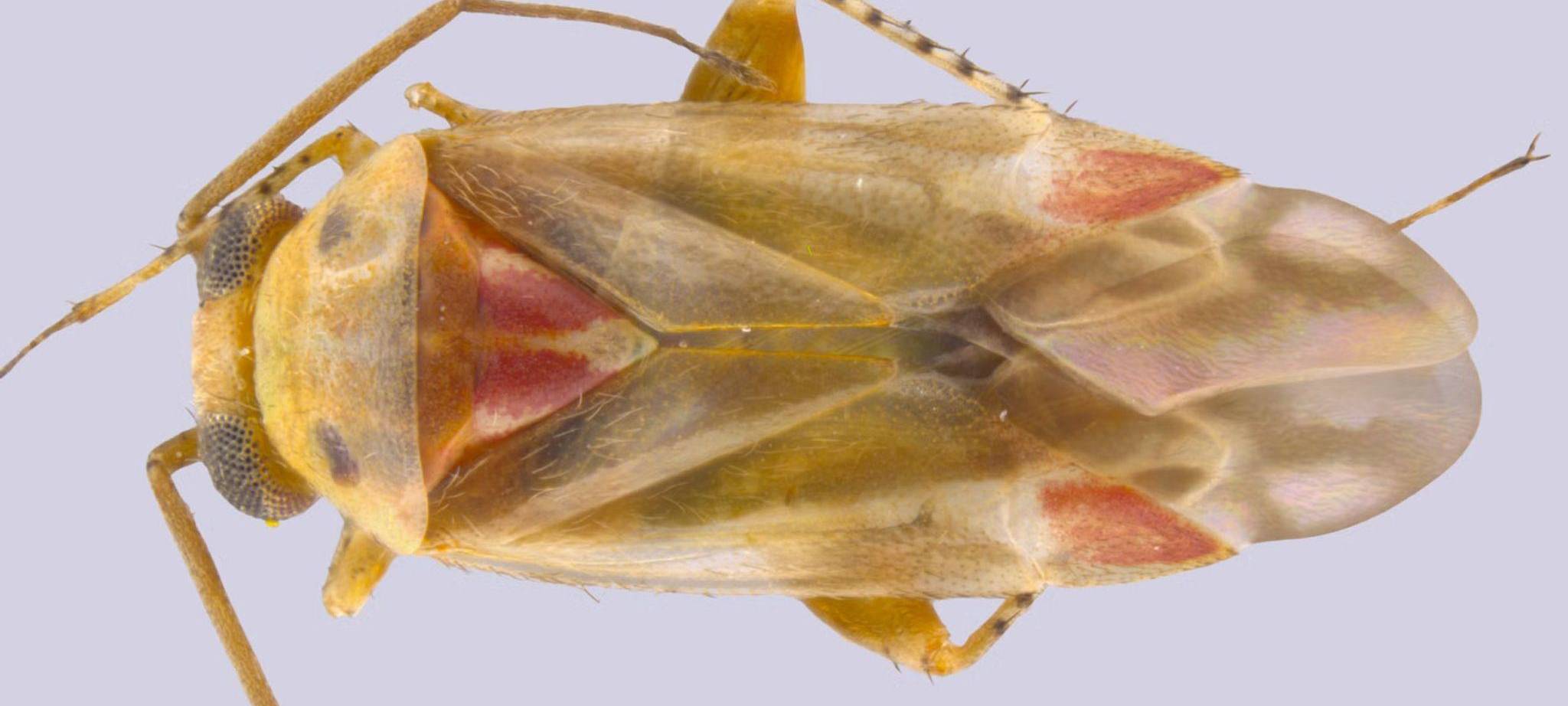 Insekten nach Taylor Swift benannt