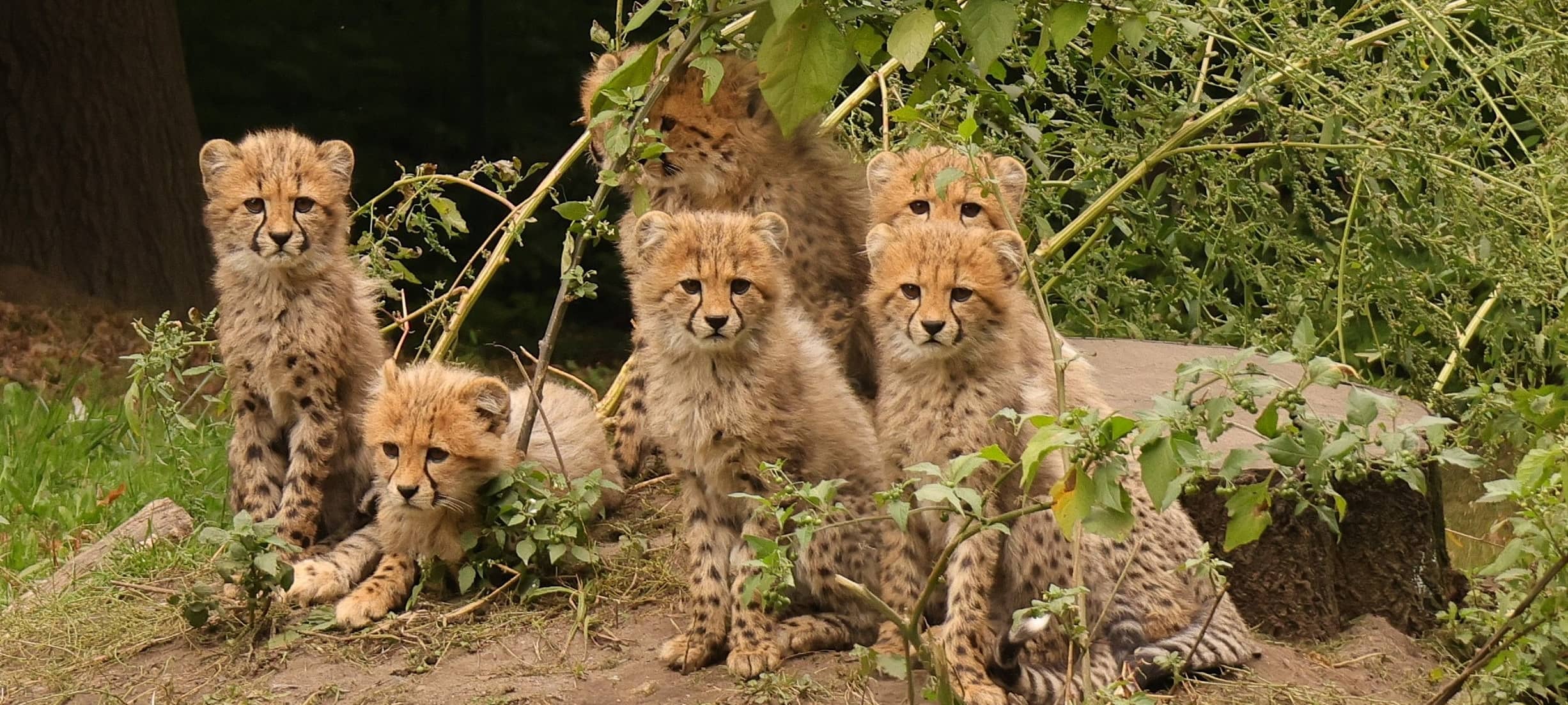 Oberbürgermeister Tilman Fuchs übernimmt Schirmherrschaft für die sieben Geparden-Jungtiere im Allwetterzoo Münster.