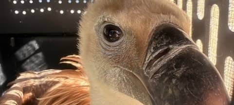 Die Gänsegeier werden in einzelnen Boxen nach Bulgarien transportiert.
