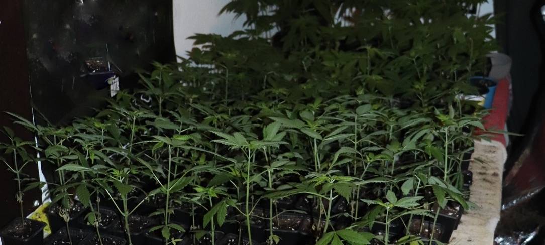 Cannabis: So hat Münster abgestimmt