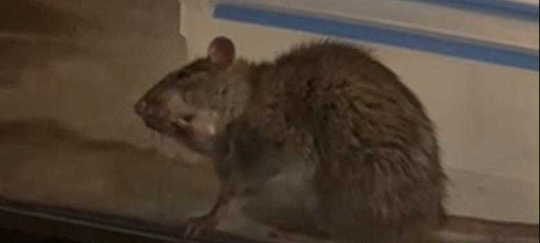 Rattenproblem im Griff