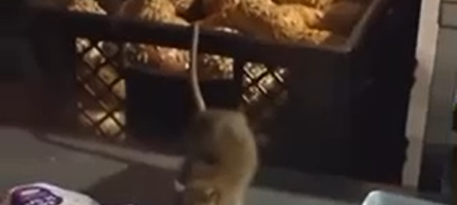 Rattenproblem im Griff