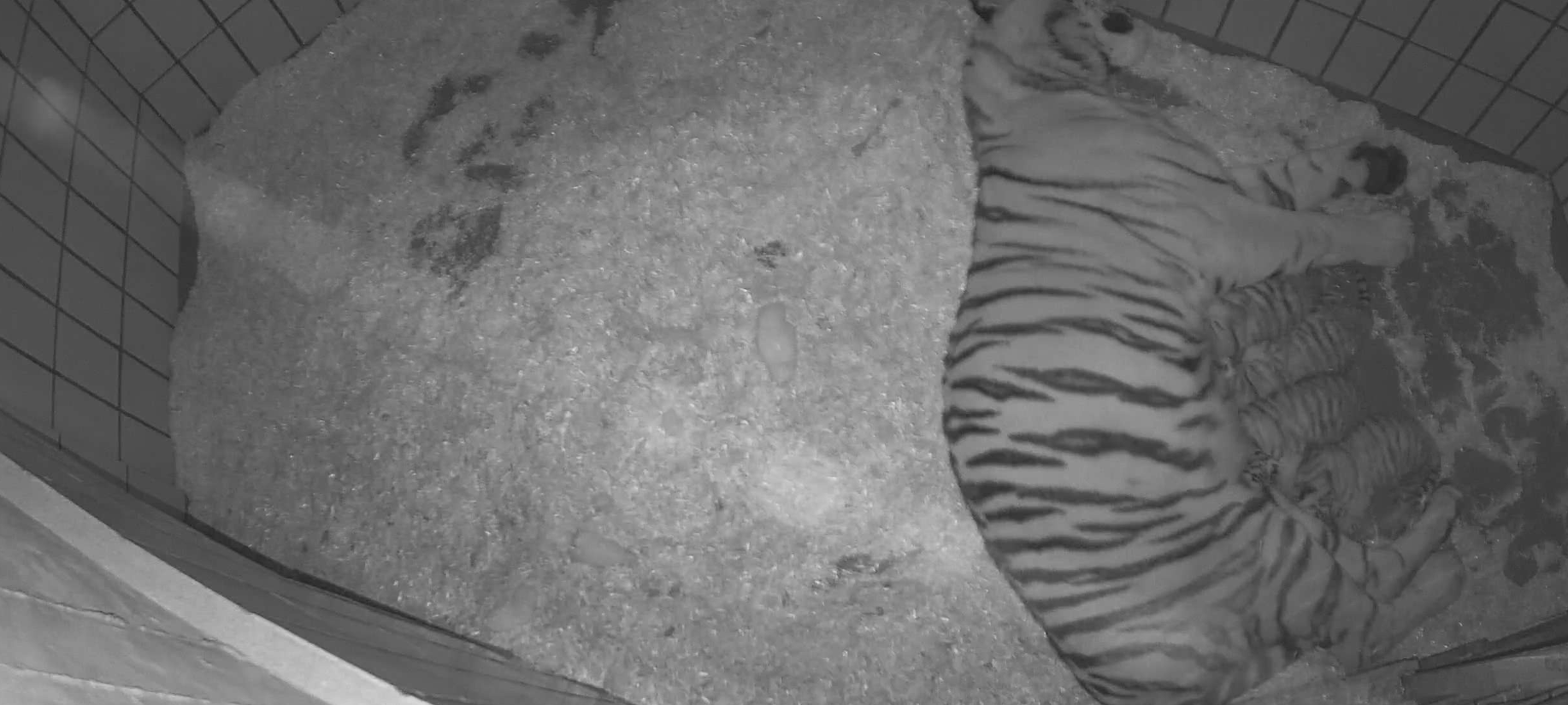 Tigernachwuchs im Allwetterzoo