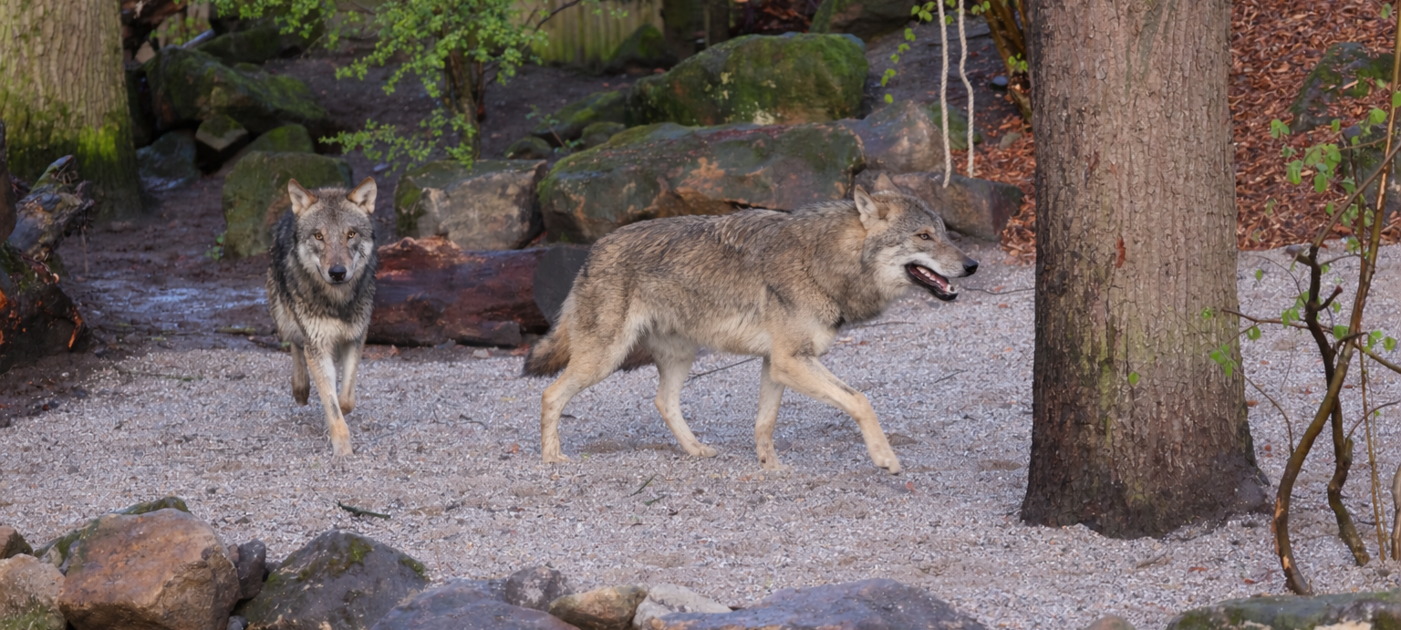 Der ANTENNE MÜNSTER-Newsticker