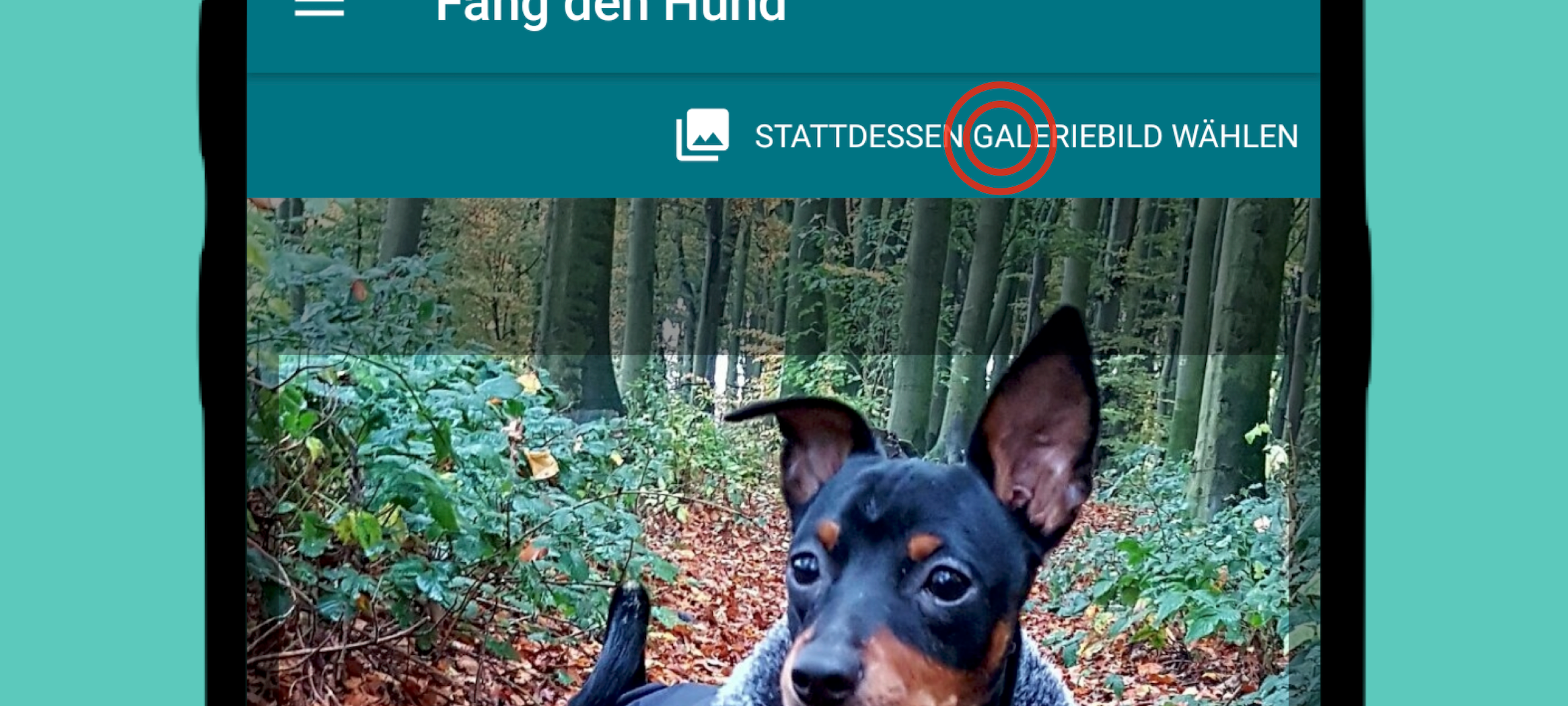 Mops, Pudel oder Zwergspitz - Welcher Hund bist du?