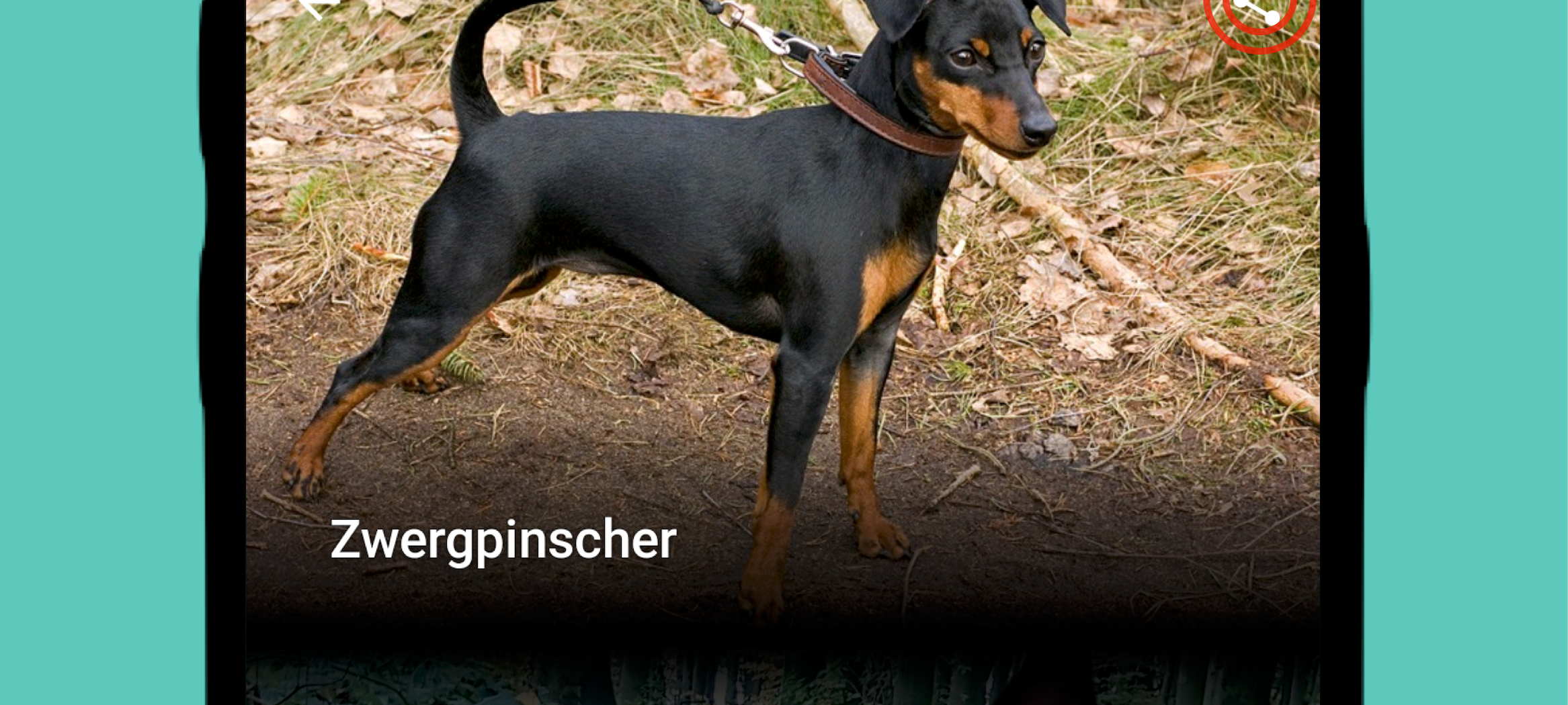 Mops, Pudel oder Zwergspitz - Welcher Hund bist du?