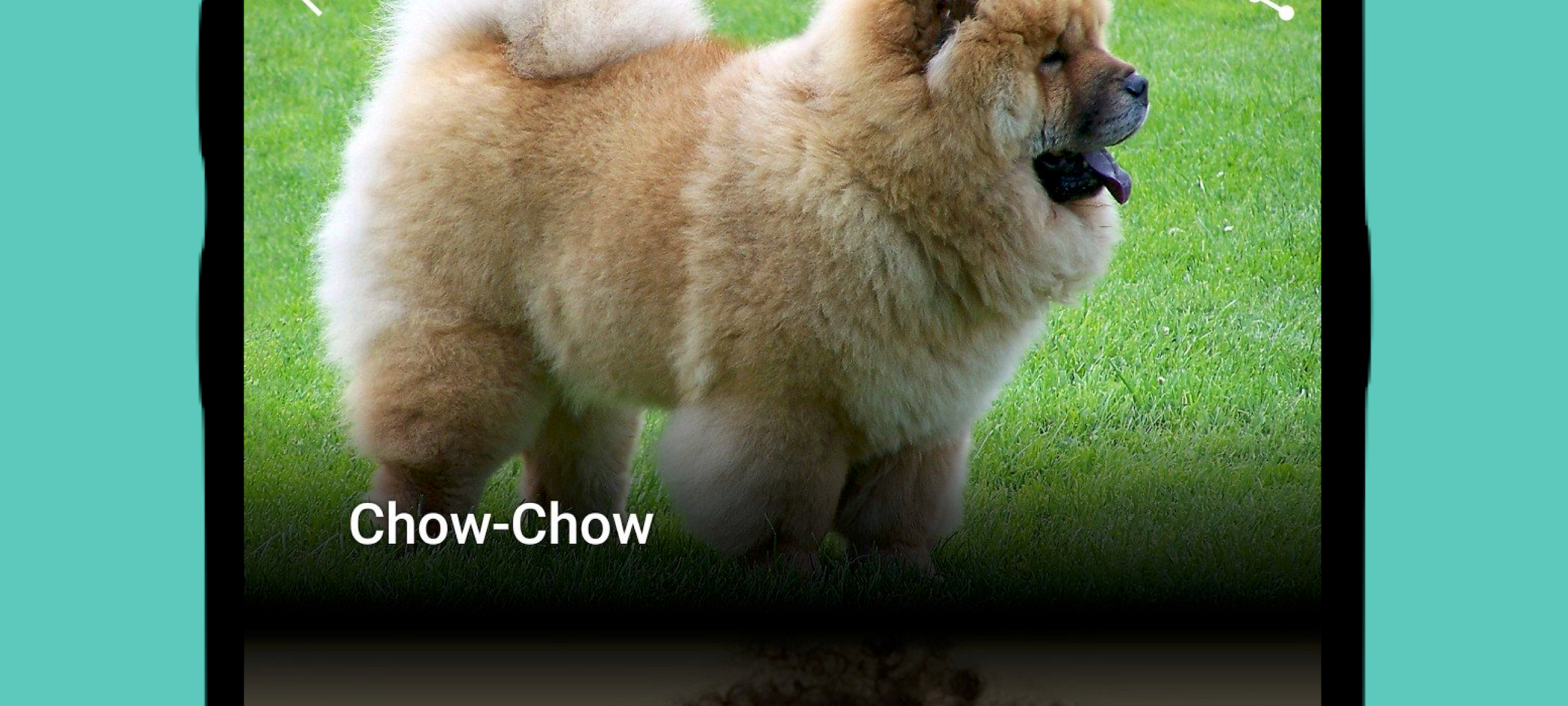 Mops, Pudel oder Zwergspitz - Welcher Hund bist du?