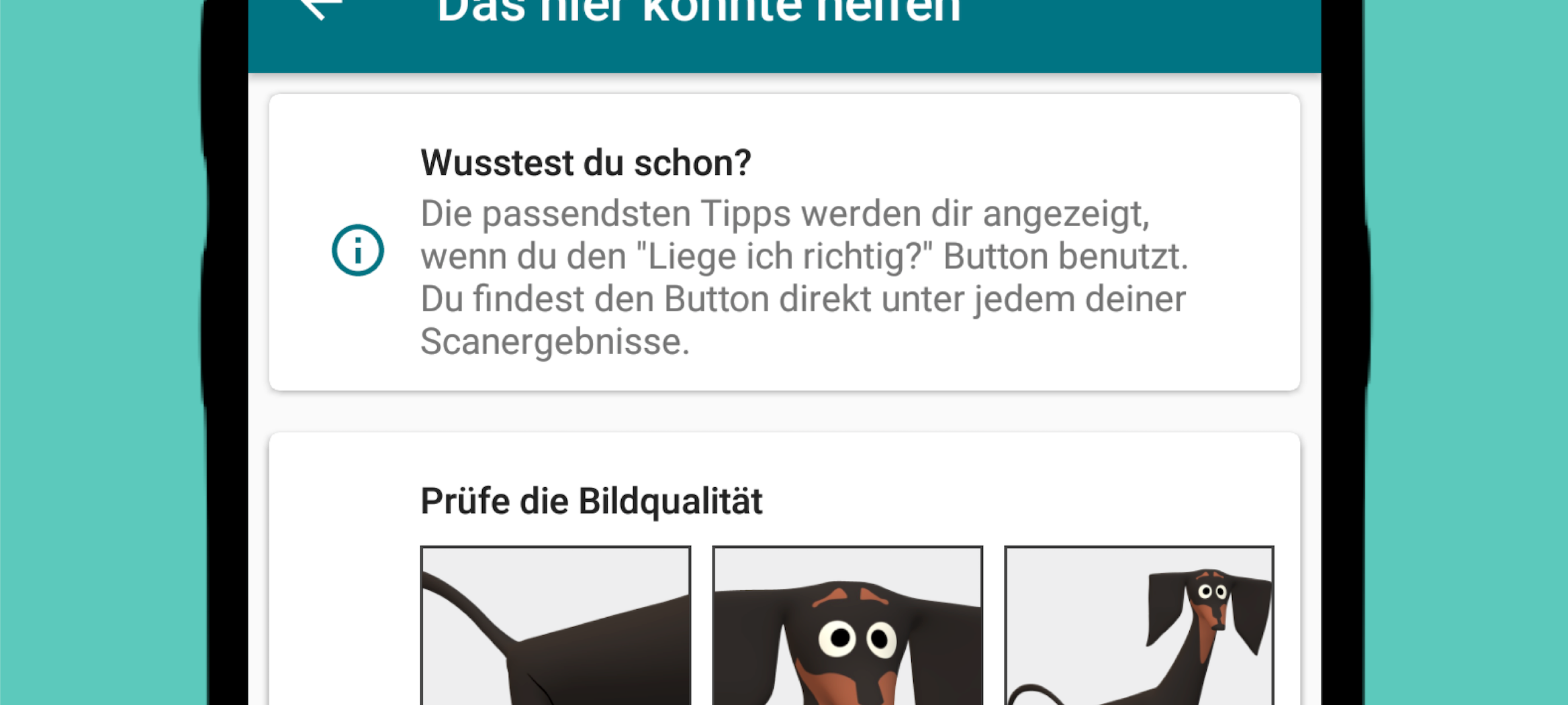 Mops, Pudel oder Zwergspitz - Welcher Hund bist du?