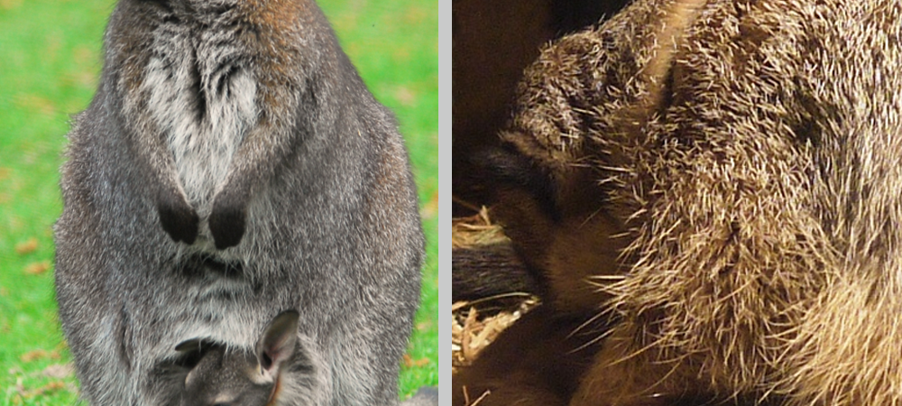 Niedlicher Tiernachwuchs im Allwetterzoo