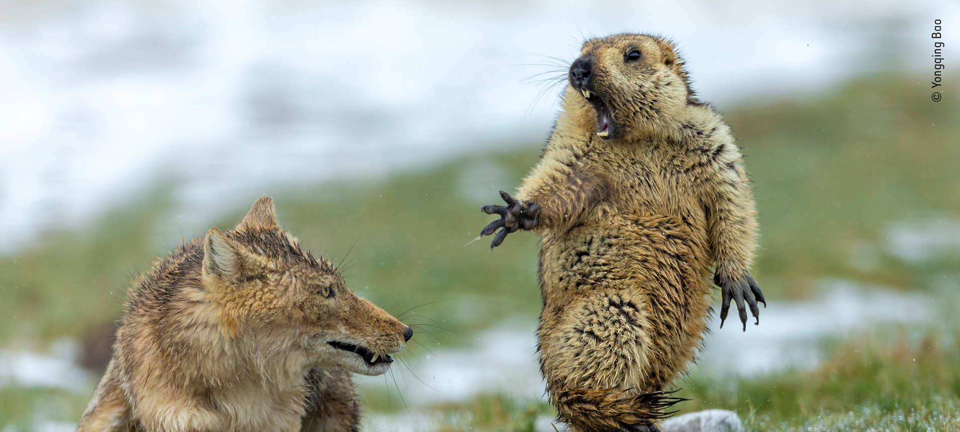 „Wildlife Photographer of the Year“: Gewinnerbilder in Münster