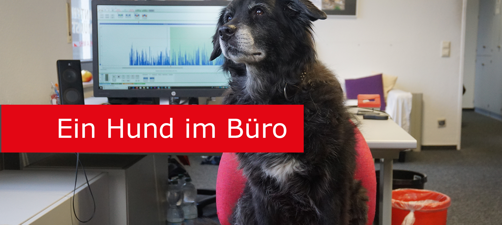 Eure Bürohunde bei uns im Radio