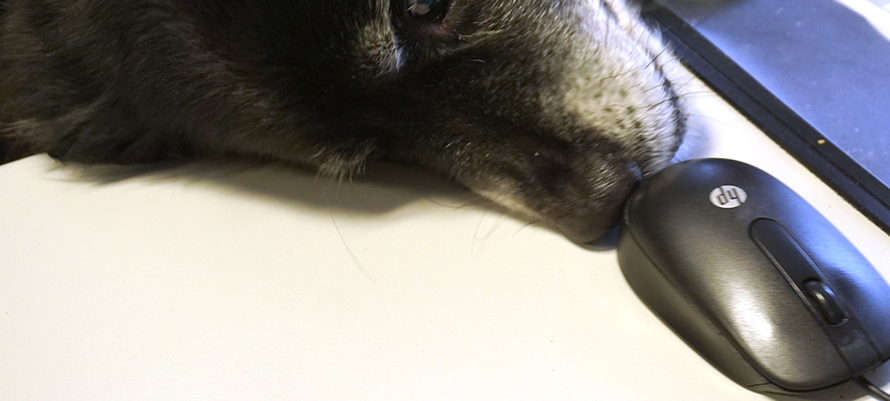 Eure Bürohunde bei uns im Radio